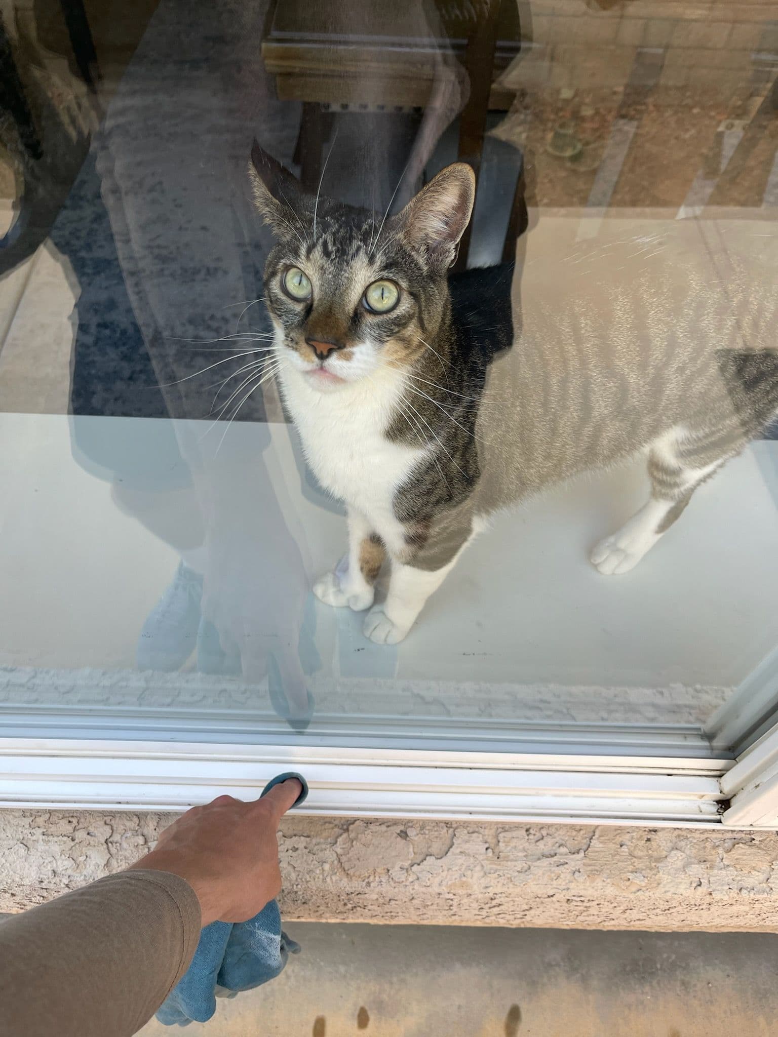 Cat-Approved Interior Window Cleaning in Simi Valley image