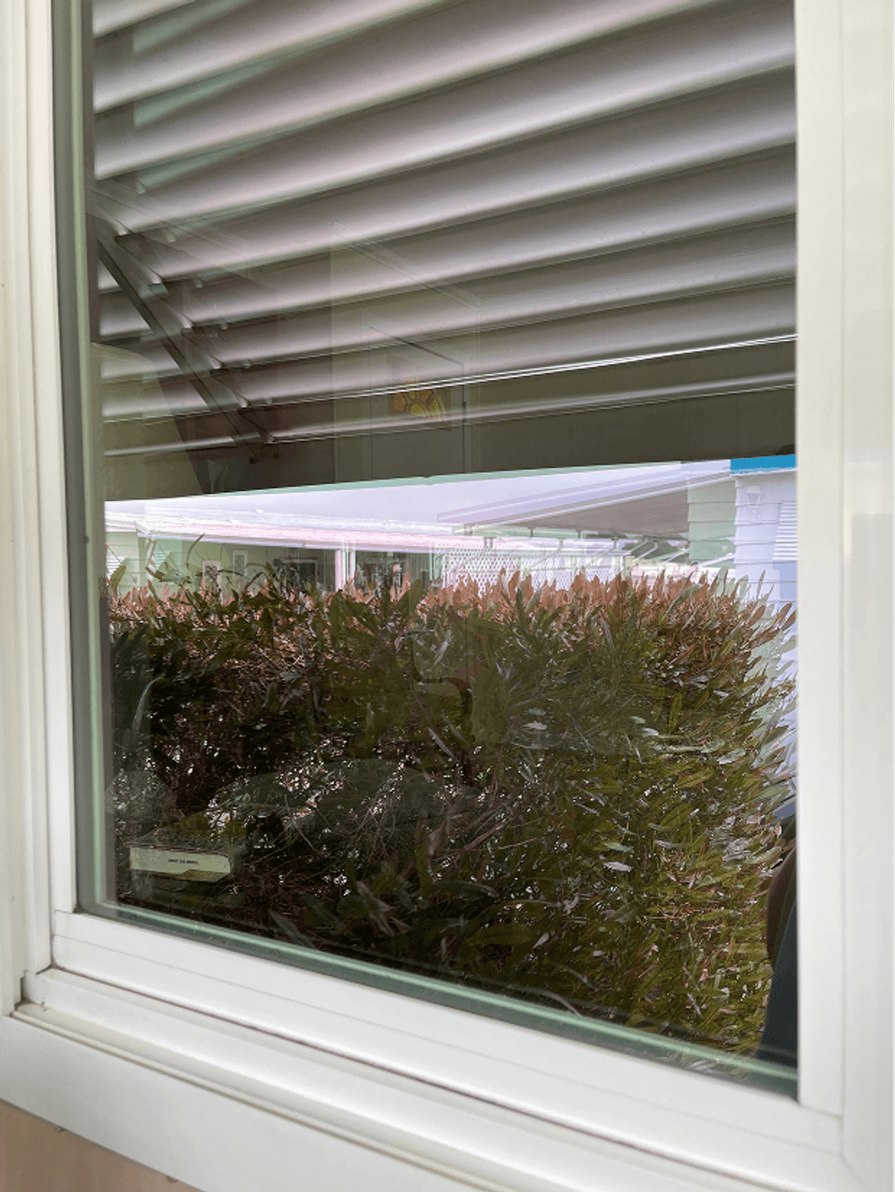 View through a window showing a bush outside and a patio in the background.